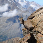 Ibex, Lagginhorn