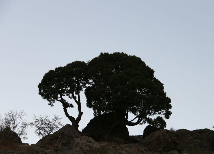 Naser Ramezani: Gahar Lake, سن بران