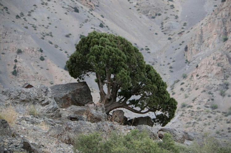 Naser Ramezani: Gahar Lake, سن بران