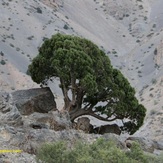 Naser Ramezani: Gahar Lake, سن بران