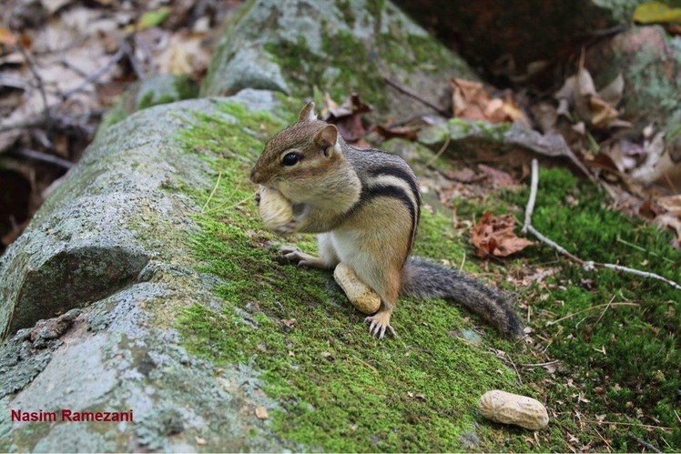 naser ramezani good day for chipmunk, Skoki Mountain