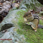 naser ramezani good day for chipmunk, Skoki Mountain