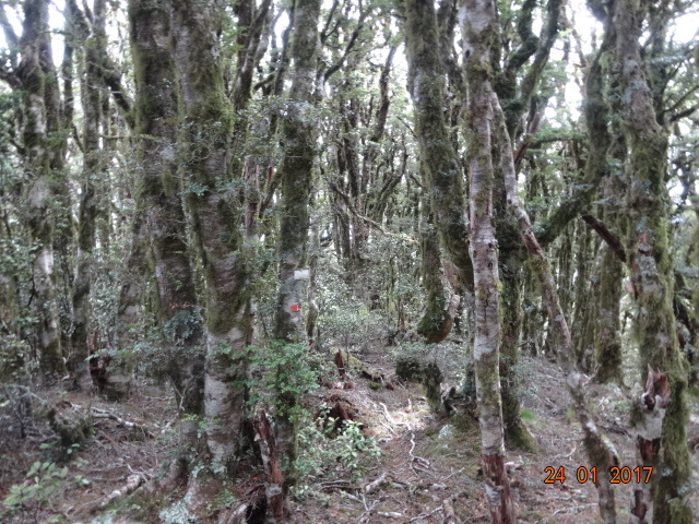 Southern Beech on Mount Ross 