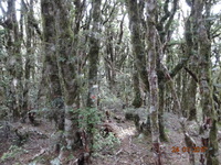 Southern Beech on Mount Ross  photo