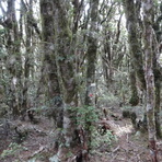 Southern Beech on Mount Ross 