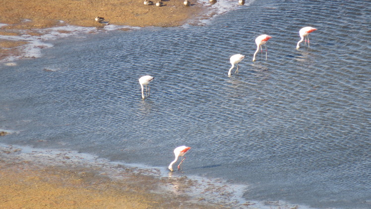 flamencos en la laguna, Laguna Del Maule