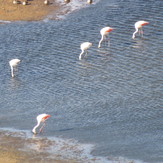 flamencos en la laguna, Laguna Del Maule