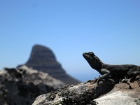 Heads Up, Lion's Head photo