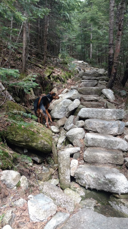 Stairs on the Mt Tecumseh trail