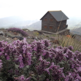 سيمرغ, Damavand (دماوند)