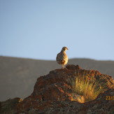 زاویه افق کبک, Damavand (دماوند)