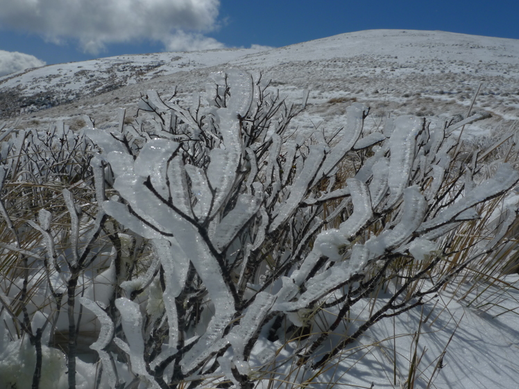 Rime encrusted twigs, Beebys Knob