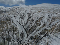 Rime encrusted twigs, Beebys Knob photo