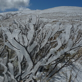 Rime encrusted twigs, Beebys Knob