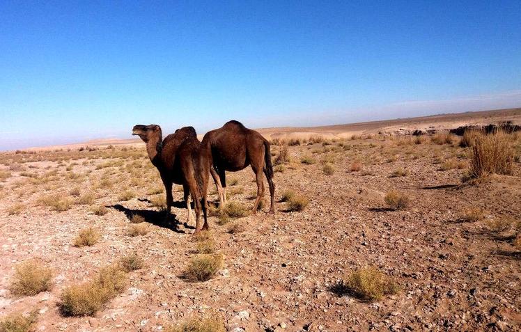 naser ramezani baadrood desert, Karkas