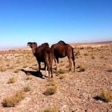 naser ramezani baadrood desert, Karkas