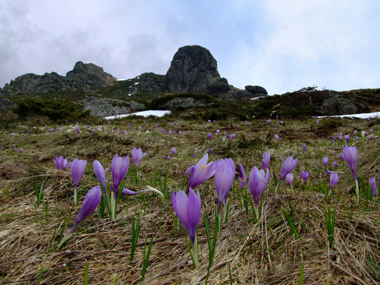 Spring @ Mt Babin Zub