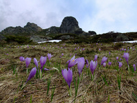 Spring @ Mt Babin Zub photo
