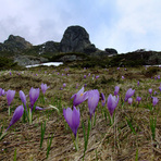 Spring @ Mt Babin Zub