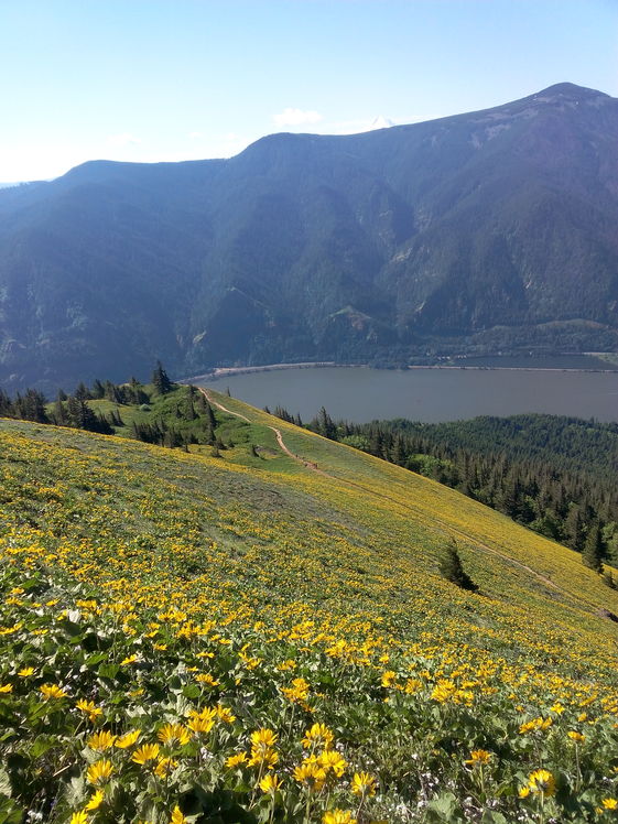 Spring flowers on Dog, Dog Mountain