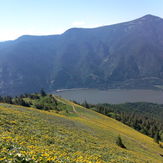 Spring flowers on Dog, Dog Mountain