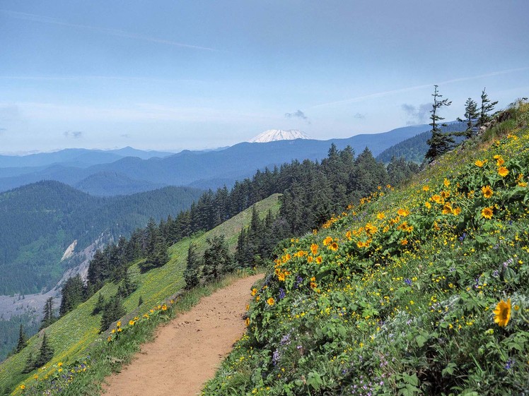 Augspurger Trail with Mt. St. Helens in background, Dog Mountain