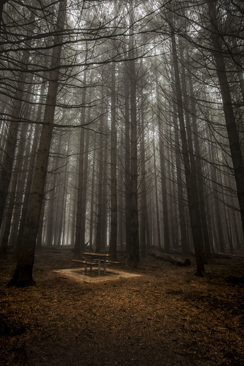 Lonely Picnic, Barrington Tops