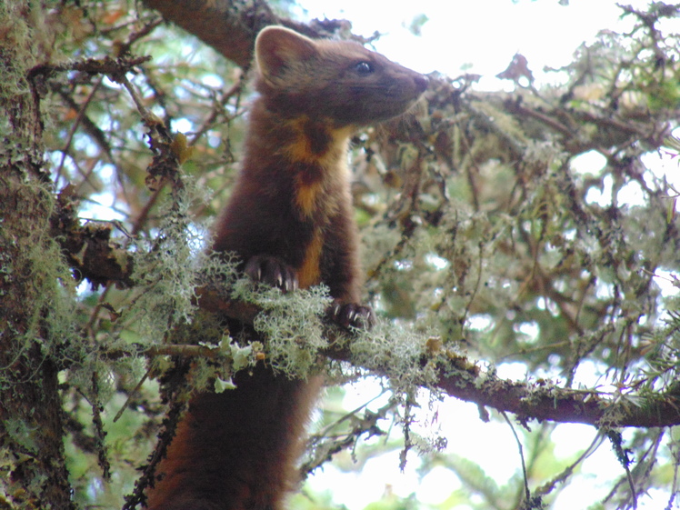 Pine Marten- summit area of Owl's Head, Owl's Head (Franconia, New Hampshire)