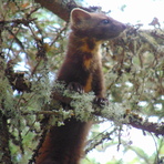 Pine Marten- summit area of Owl's Head, Owl's Head (Franconia, New Hampshire)