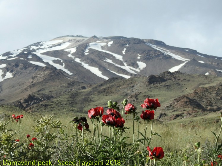 Damavand, Damavand (دماوند)