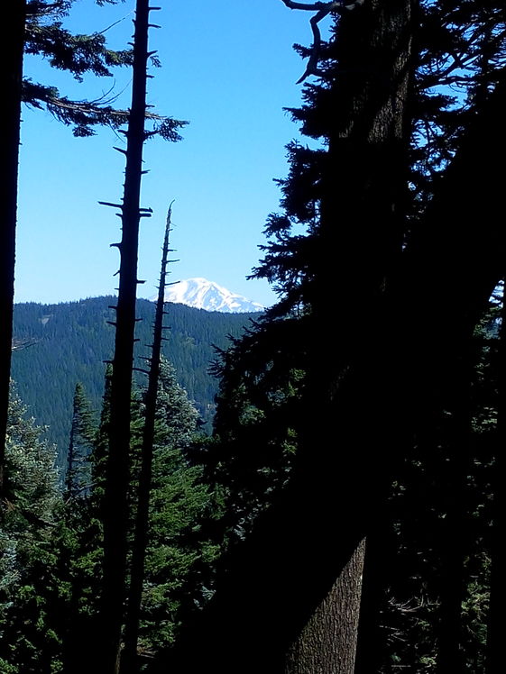 View of Mt. Adams, Dog Mountain