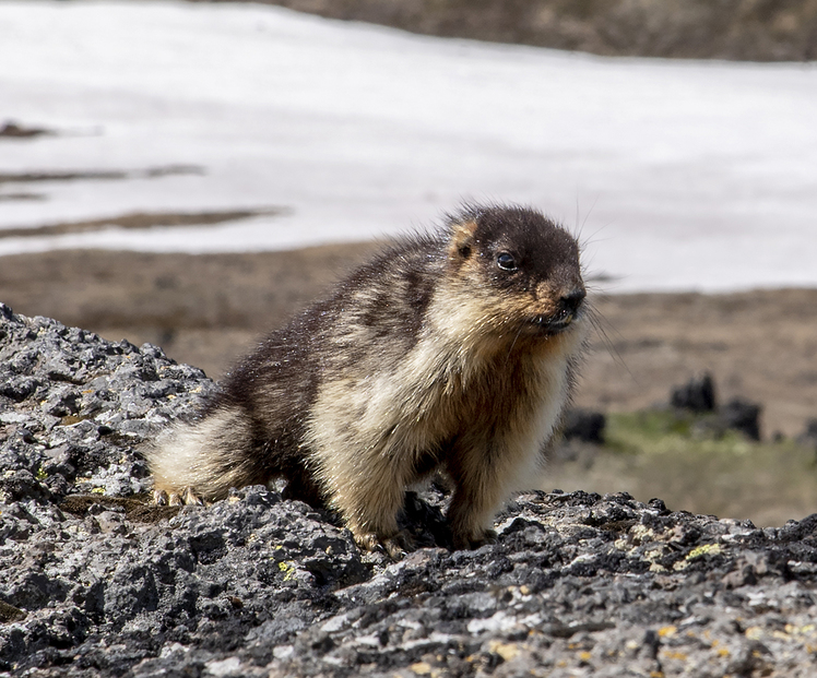 endemic Kamchatka marmot, Tolbachik