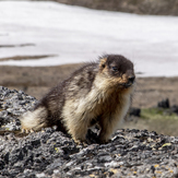 endemic Kamchatka marmot, Tolbachik