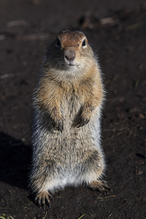 ground squirrel, Tolbachik