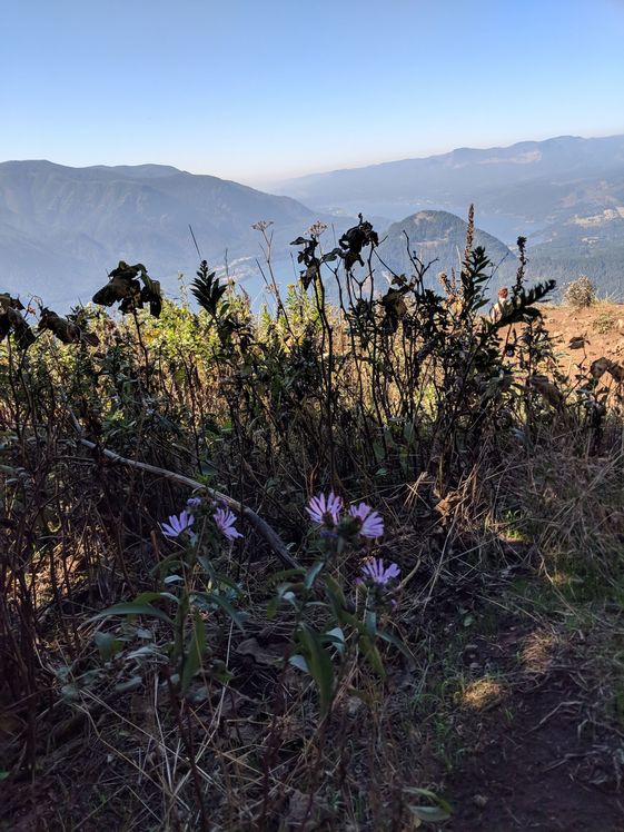 fall flowers from the summit, Dog Mountain