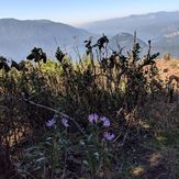 fall flowers from the summit, Dog Mountain