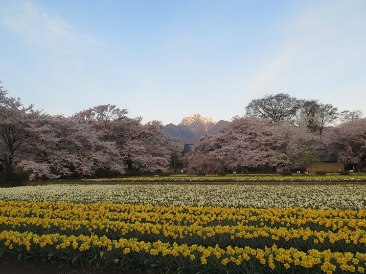 Kaikoma over Sakura trees, Kai-Komagatake