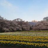 Kaikoma over Sakura trees, Kai-Komagatake