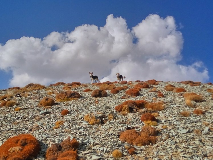 NeghabeKoohestaN, Damavand (دماوند)