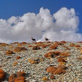 NeghabeKoohestaN, Damavand (دماوند)