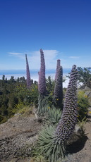 on the road to le roque de los muchachos photo