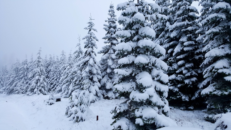 Snowy trees, Marys Peak