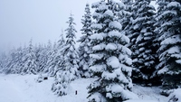 Snowy trees, Marys Peak photo