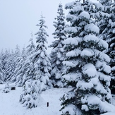 Snowy trees, Marys Peak