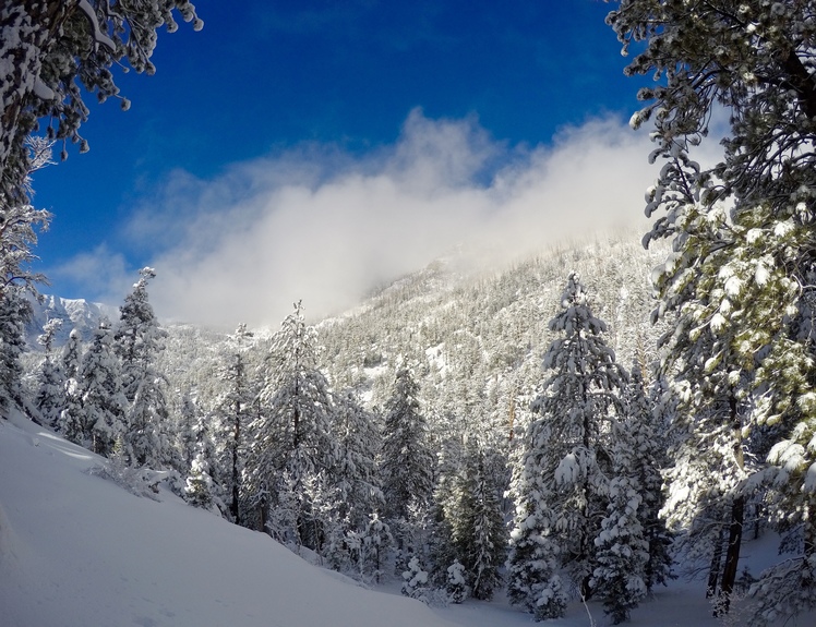 Looking up to Mt Chareston from Trail Canyon, Mount Charleston