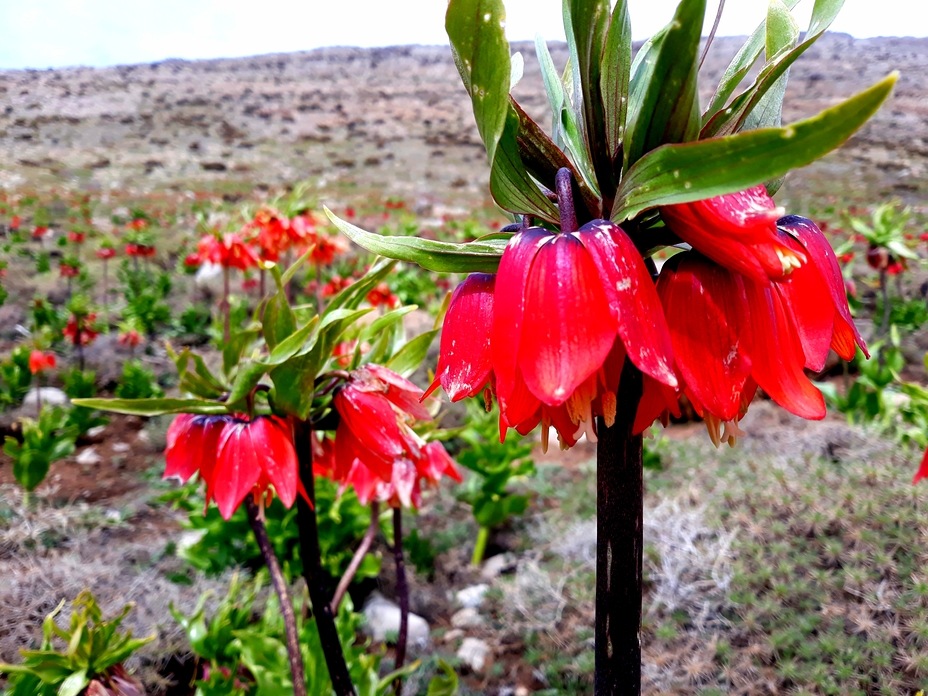 Mount Barm Firooz, Dena