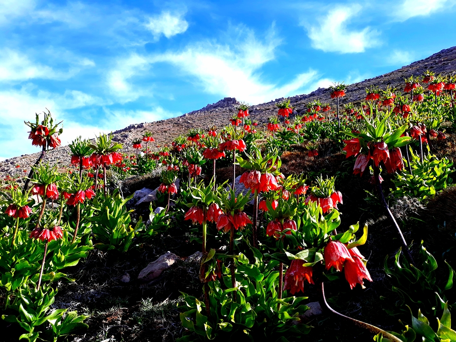 Mount Barm Firooz, Dena