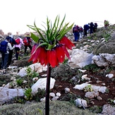 naser ramezani mount barmfirooz, Dena