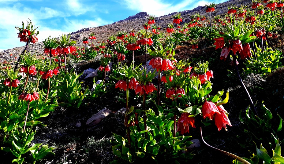 naser ramezani mount barmfirooz, Dena