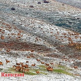 naser ramezani vargin protected area, Rizan